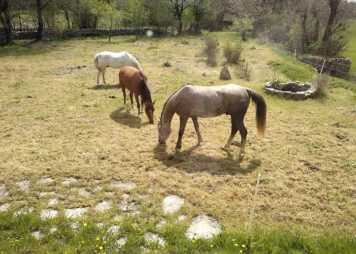 بيت شباب De Navacelles Blandas