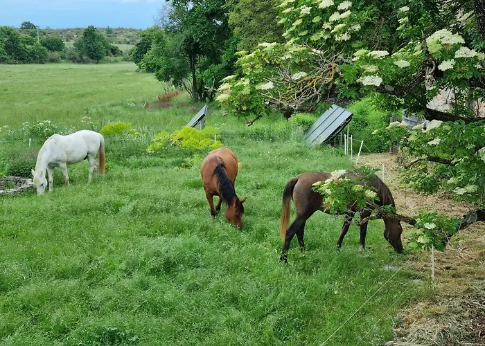 De Navacelles Blandas